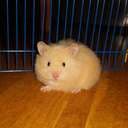 Mawilma